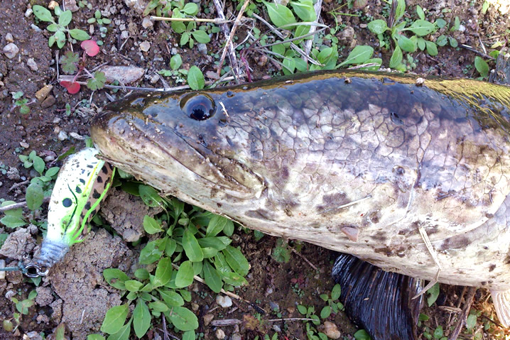 夏までの雷魚釣りと秋の雷魚釣り うどん県発 雷魚新聞vol 8 ルアーライフマガジン