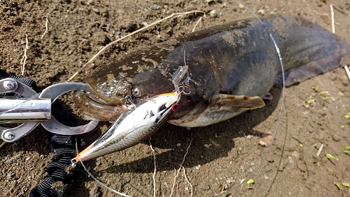 あいかわらずな僕は ルアーライフマガジン