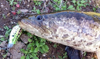 雷魚 ルアーライフマガジン