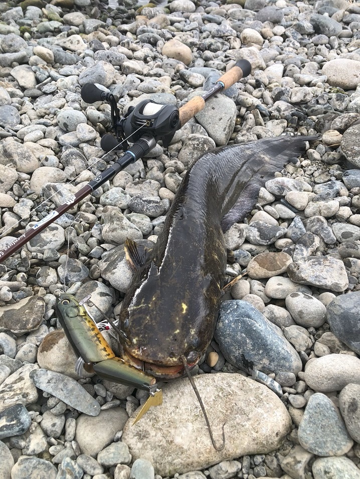 ルアーで大ナマズ釣り