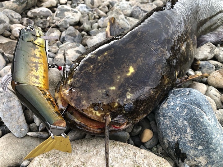 ビッグベイトでナマズ釣り