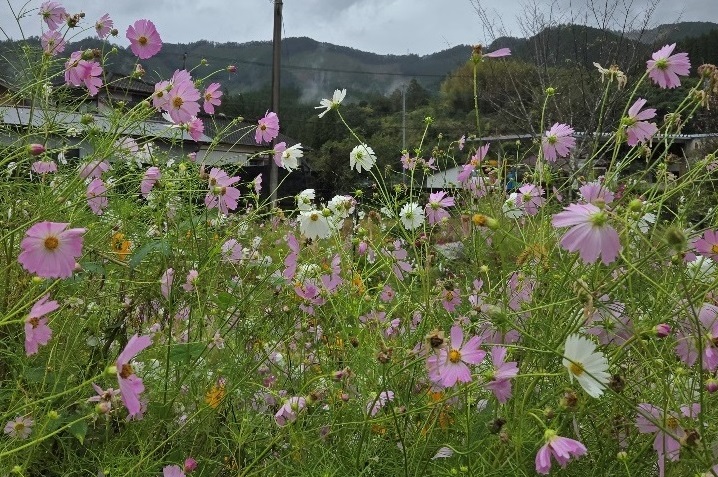 宮崎県綾南ダムのバスフィッシング