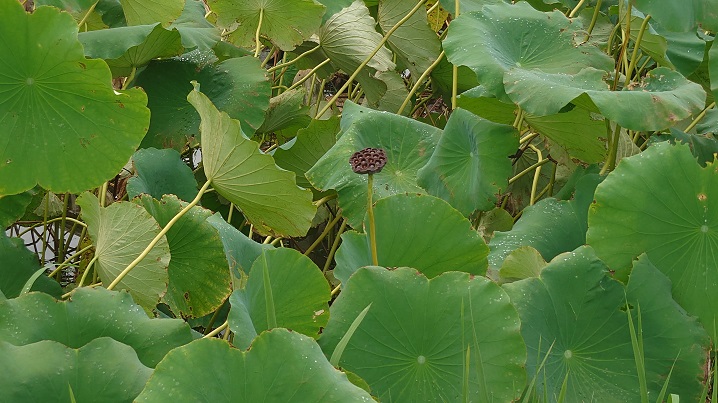 蜂の巣のようなハスの花托