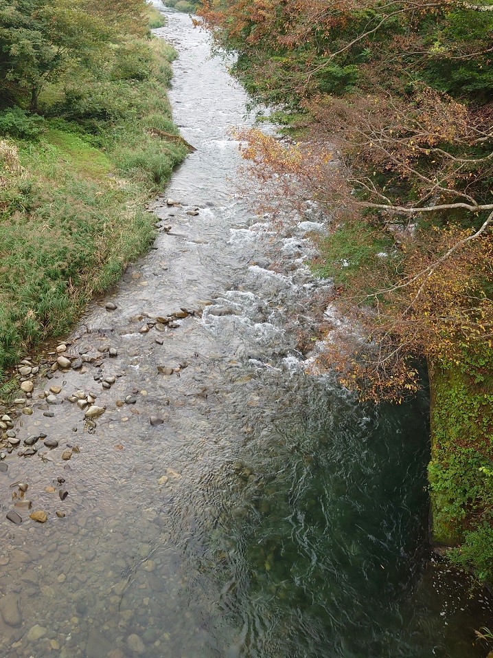 新潟の赤鱒河川