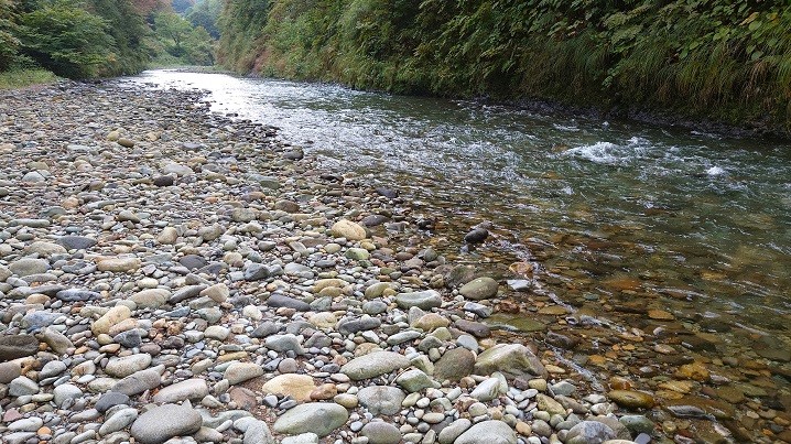 新潟の秋鱒河川