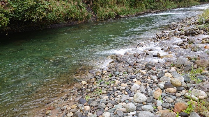 新潟の赤鱒遡上河川