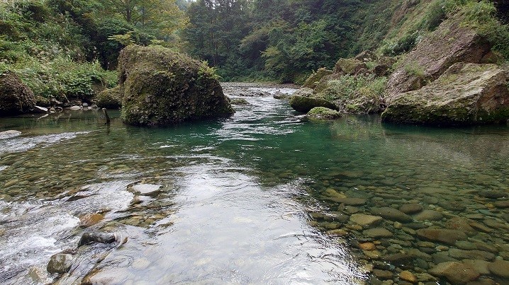 新潟の秋鱒遡上河川