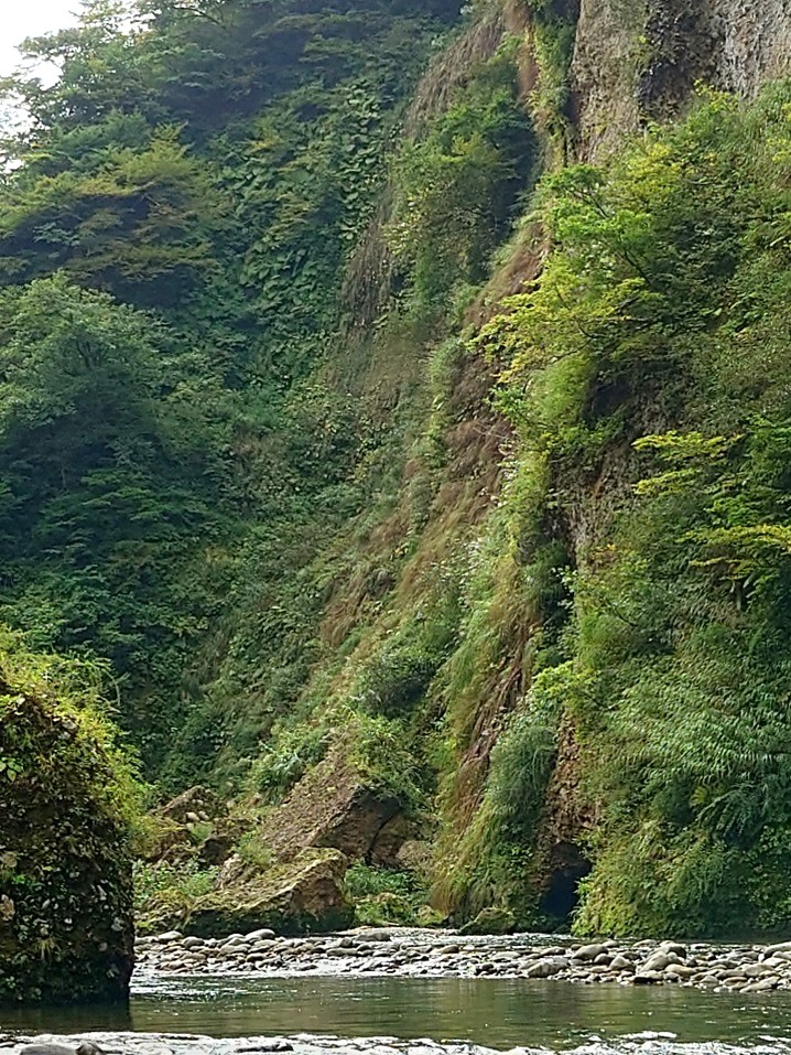 新潟の秋鱒遡上河川