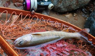 岐阜山岳渓流のイワナ